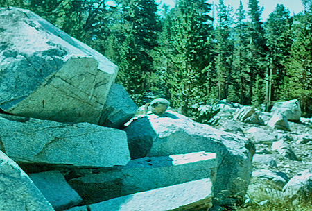 Marmot - Sequoia National Park 31 Aug 1960