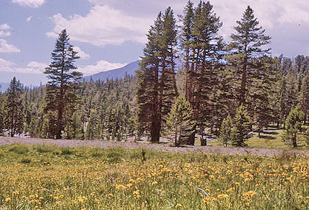 Sandy Meadow on the John Muir/Pacific Crest Trail near Whitney trail junction - 19 Aug 1965