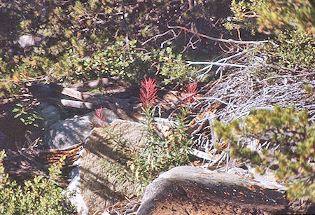 Kern-Kaweah River vegitation - Sequoia National Park 01 Sep 1971