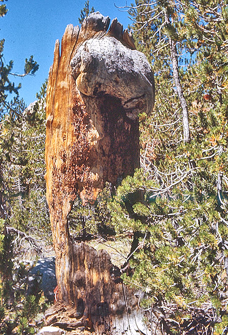 Interesting tree stump in Kern-Kaweah canyon near Gallats Lake - Sequoia National Park 01 Sep 1971