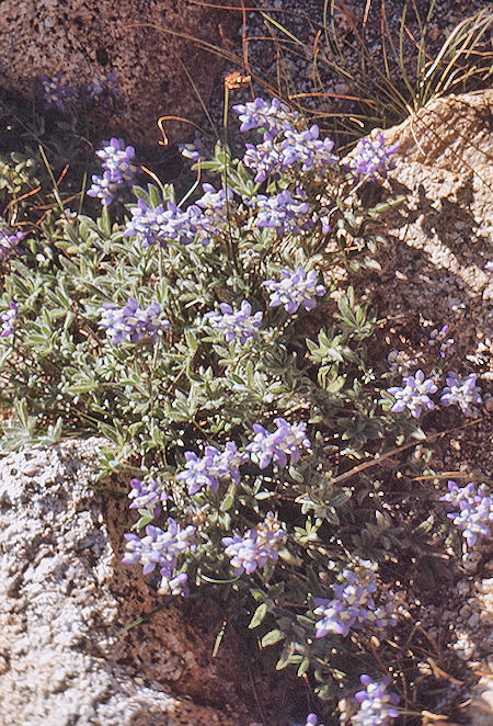 Flowers at Colby Pass - Sequoia National Park 03 Sep 1971