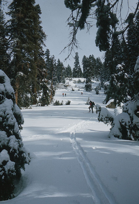 Sking up the hill on Pear Lake Ski Trail - Sequoia National Park - 1973