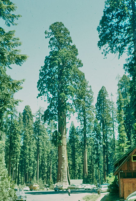 Sentinel Tree (2) in Giant Forest Village - Sequoia National Park 15-17 Jul 1957