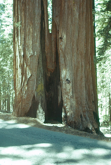 Base of Fire Scarred Twin (7) in Giant Forest - Sequoia National Park 15-17 Jul 1957