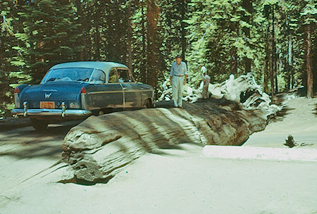 Auto Log (8) in Giant Forest - Sequoia National Park 15-17 Jul 1957