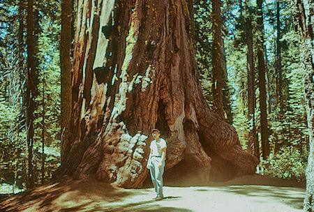 Me at base of Jefferson Tree (9) in Giant Forest - Sequoia National Park 15-17 Jul 1957