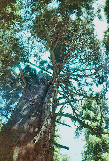 Topless tree showing how a limb takes over as top, Giant Forest - Sequoia National Park 15-17 Jul 1957