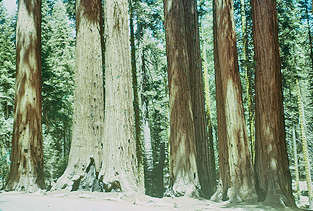 Parker Group (15) in Giant Forest - Sequoia National Park 15-17 Jul 1957