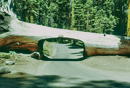 Tunnel Log (16) in Giant Forest - Sequoia National Park 15-17 Jul 1957