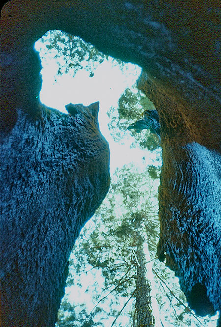 View through side of 'Black Chamber' (18) in Giant Forest - Sequoia National Park 15-17 Jul 1957