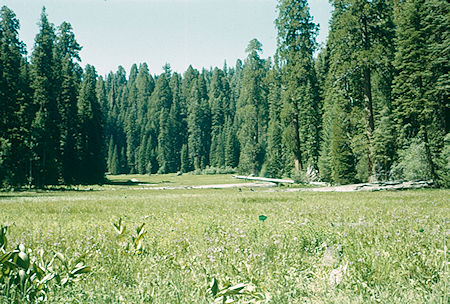 Crescent Meadow (20) - Sequoia National Park 15-17 Jul 1957