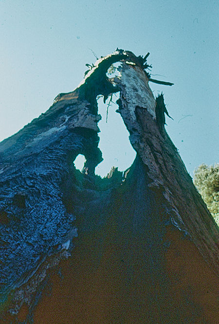 'Chimney Tree' in Giant Forest - Sequoia National Park 15-17 Jul 1957