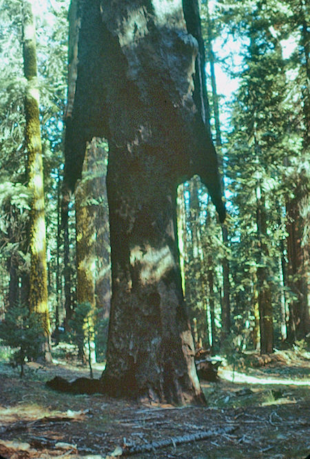 'Broken Arrow' base - Sequoia National Park 15-17 Jul 1957
