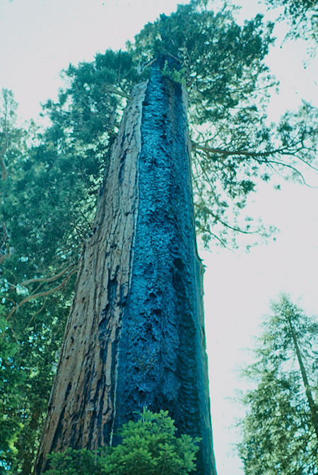 'Fire scarred giant' {9} - Sequoia National Park 15-17 Jul 1957