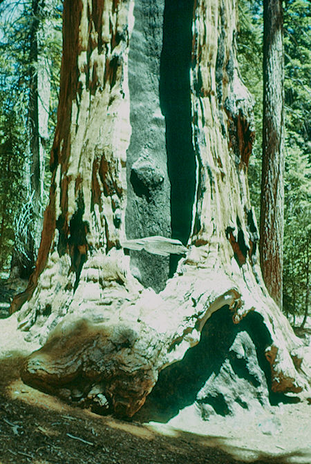Base of Chief Chief Sequoyah tree (11) - Sequoia National Park 15-17 Jul 1957