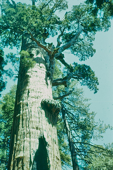 Top of Chief Sequoyah tree (11) - Sequoia National Park 15-17 Jul 1957