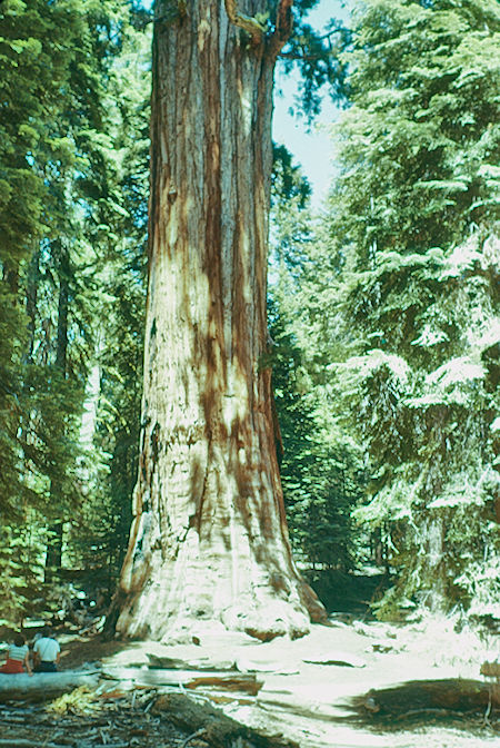 Bottom of President Tree (12) - Sequoia National Park 15-17 Jul 1957