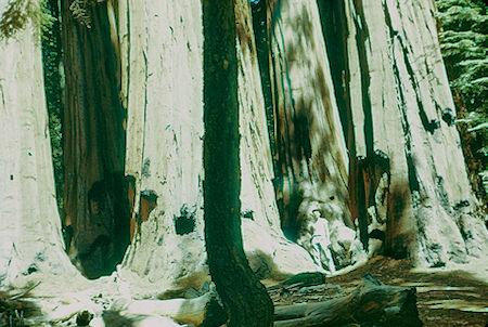 Me in 'The House Group' (15) - Sequoia National Park 15-17 Jul 1957