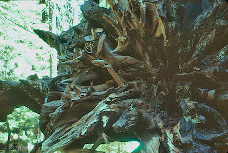 Closeup of roots of Fallen Sequoia (14) - Sequoia National Park 15-17 Jul 1957