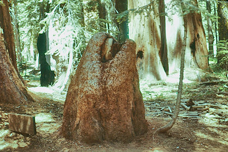 Overgrown stump (16) - Sequoia National Park 15-17 Jul 1957