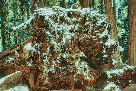 'Fallen Tree' (17) root system of tree that fell on my 21st birthday Aug 22, 1953 - Sequoia National Park 15-17 Jul 1957