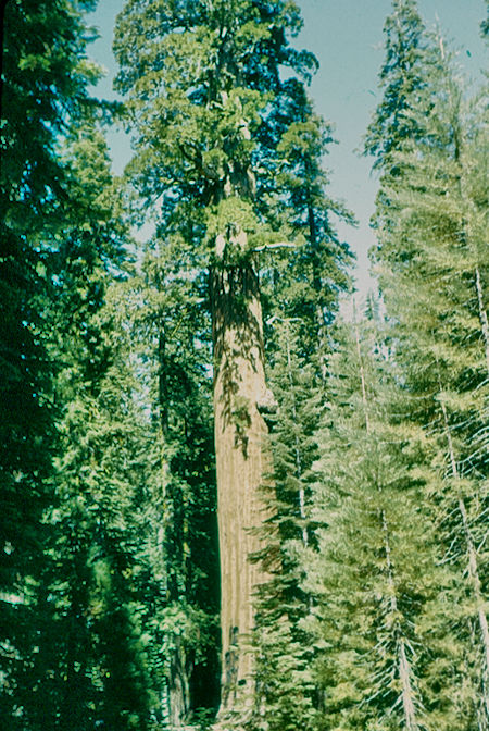 McKinley Tree (22) - Sequoia National Park 15-17 Jul 1957