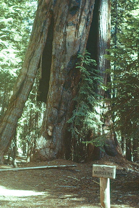 'Nursery Tree' - Sequoia National Park 15-17 Jul 1957