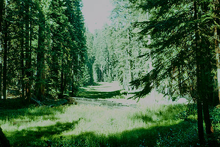 Meadow near Congress Grove - Sequoia National Park 15-17 Jul 1957