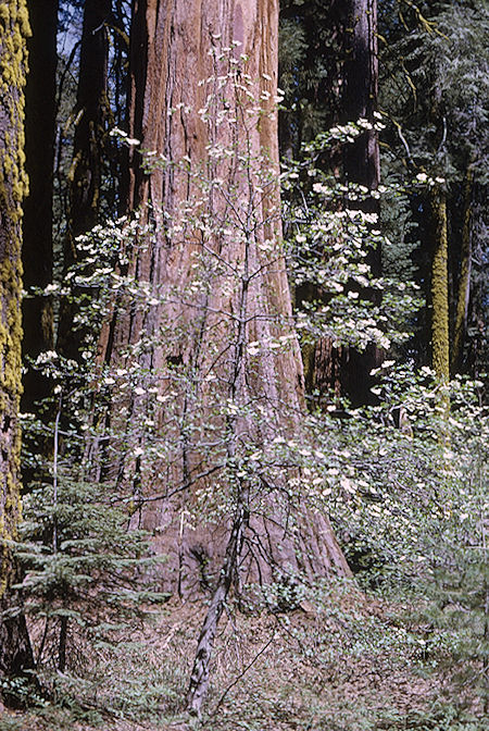Dogwood - Sequoia National Park 02 Jun 1968