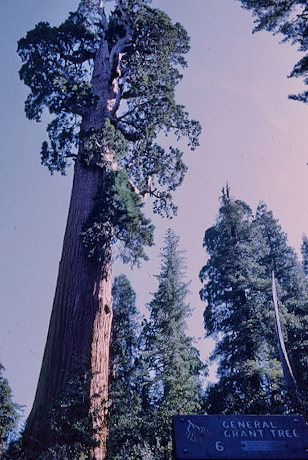 General Grant Tree (7) - Kings Canyon National Park 02 Jun 1968
