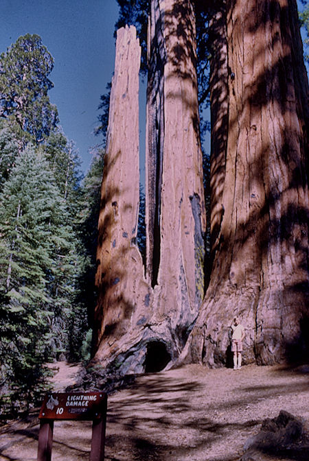 Grant Grove, David Henderson - Kings Canyon National Park 03 Jun 1968
