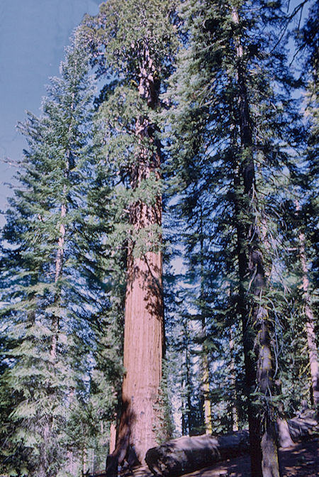 California Tree (12) in Grant Grove - Kings Canyon National Park 02 Jun 1968