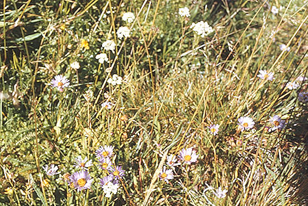 Flowers along Rock Creek - Sequoia National Park 29 Aug 1971