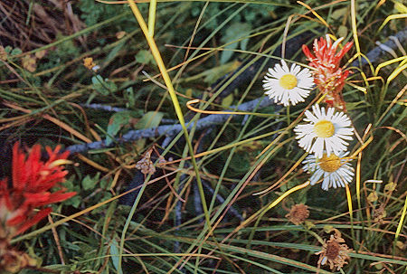 Flowers along Rock Creek - Sequoia National Park 29 Aug 1971