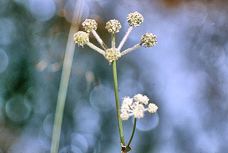 Flower on Rock Creek - Sequoia National Park 29 Aug 1971