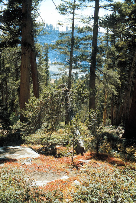 Sierra Nevada - Sequoia National Park - Fall colors and Twin Lake - October 1973