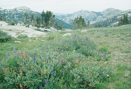 Flower garden near Grizzly Meadow - Emigrant Wilderness - Aug 1993