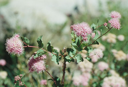 Flower enroute to Peninsula Lake - Yosemite National Park - Aug 1993