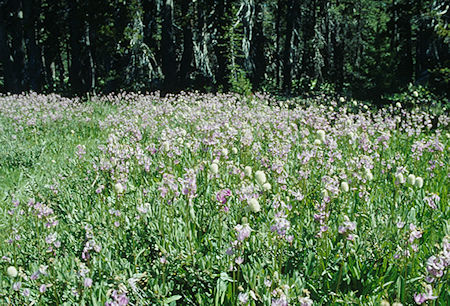 Flower garden at Huckleberry Lake - Emigrant Wilderness - Aug 1993