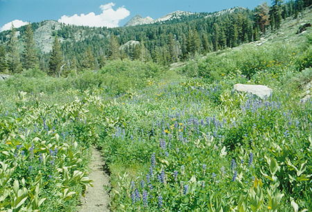 Flowers along trail on the way east from the mine - Emigrant Wilderness - Aug 1993