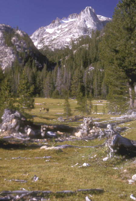 Piute Meadow, Tower Peak - 27 Aug 1965
