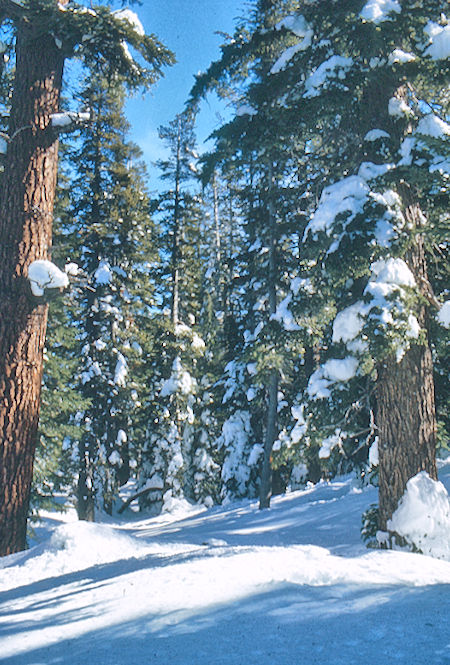 The forest near Mammoth Pass - Mammoth Lakes Basin 18 Feb 1973