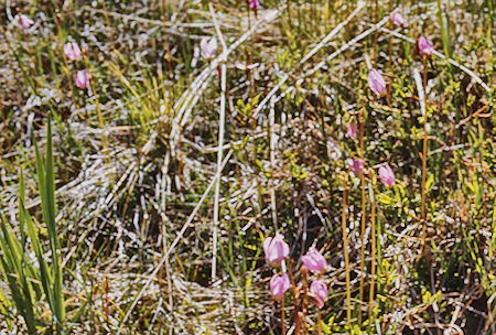 Flowers on McGee Creek  - John Muir Wilderness 19 Jun 1971