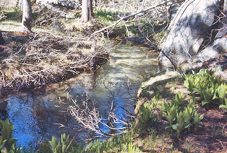 McGee Creek tributary - John Muir Wilderness 19 Jun 1971