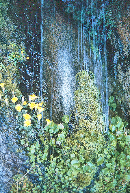 Rock garden on Seven Gables - John Muir Wilderness 07 Sep 1976