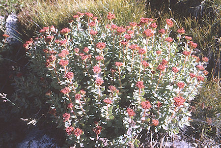 Flower along Glacier Creek - Kings Canyon National Park 26 Aug 1969