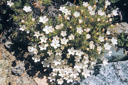 Split Mountain - John Muir Wilderness - Flowers along Red Mountain Creek 1975