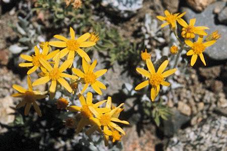 Mt. Tinemaha - John Muir Wilderness - Flowers along Red Mountain Creek