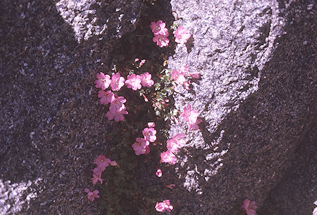 Flowers near Dragon Lake - Kings Canyon National Park 30 Aug 1970