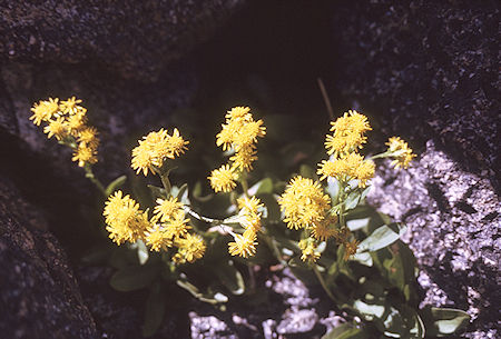 Flowers near Dragon Lake - Kings Canyon National Park 30 Aug 1970
